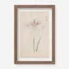 Vintage Japanese Iris No. 34 Wall Art By Miyoshi Manabu