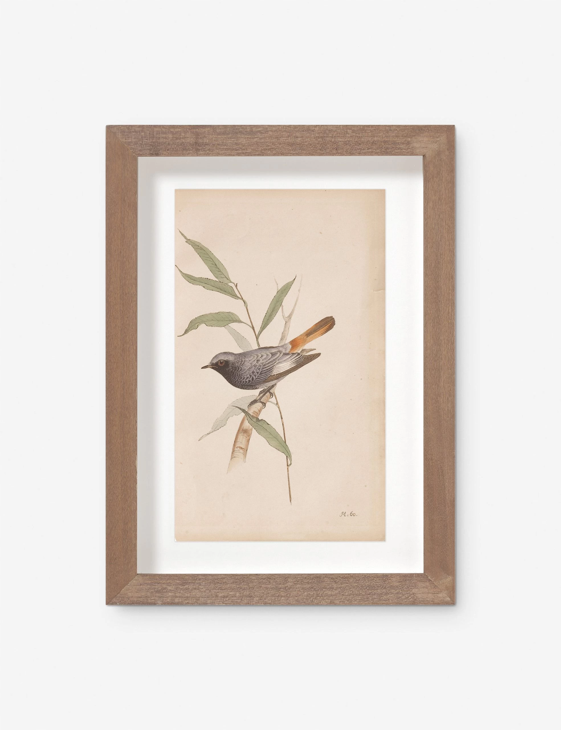 Vintage Bird Watercolor No. 60 Wall Art By Visual Contrast