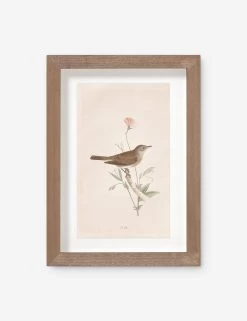 Vintage Bird Watercolor No. 66 Wall Art By Visual Contrast