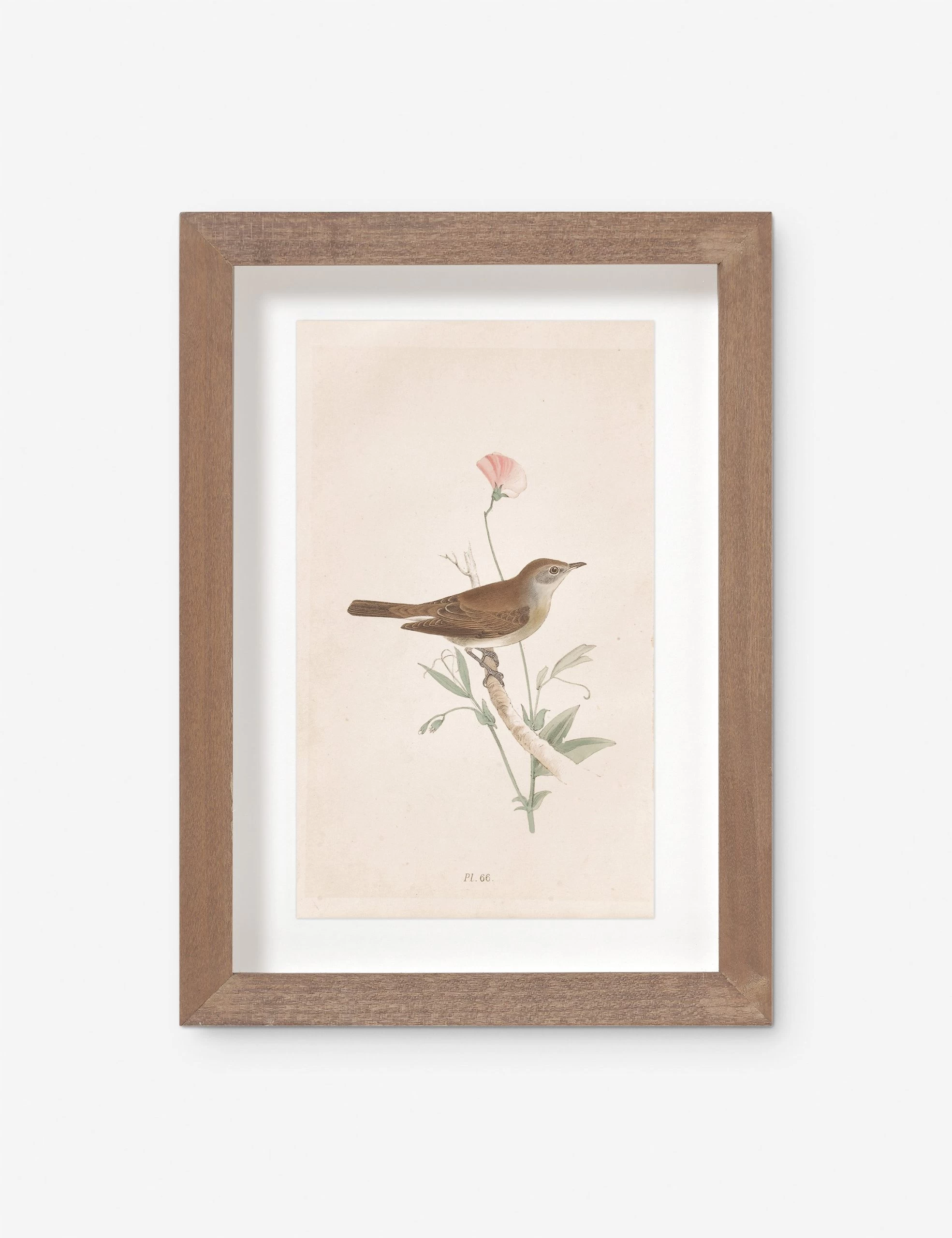 Vintage Bird Watercolor No. 66 Wall Art By Visual Contrast 1 Vintage Bird Watercolor No. 66 Wall Art By Visual Contrast