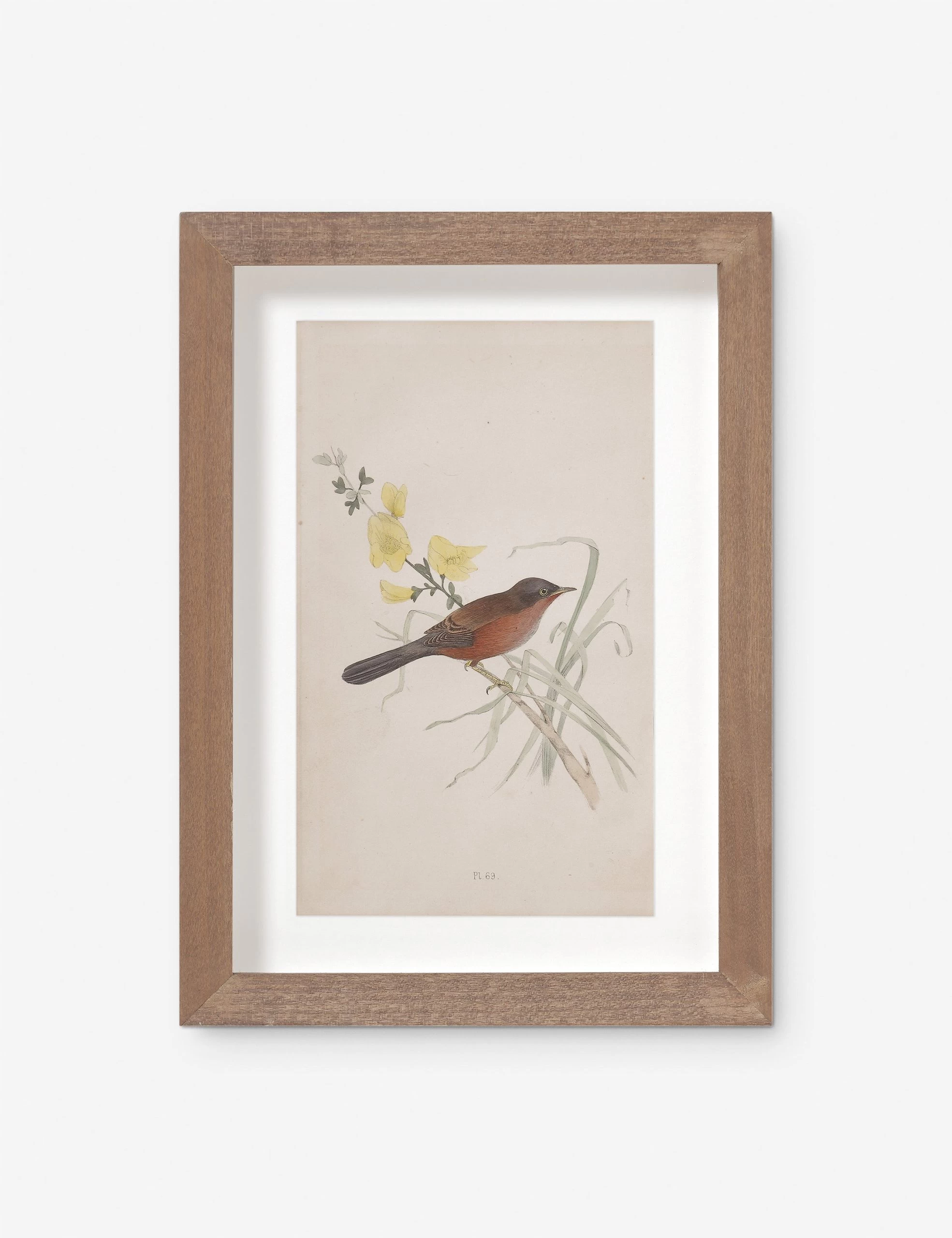 Vintage Bird Watercolor No. 69 Wall Art By Visual Contrast 1 Vintage Bird Watercolor No. 69 Wall Art By Visual Contrast