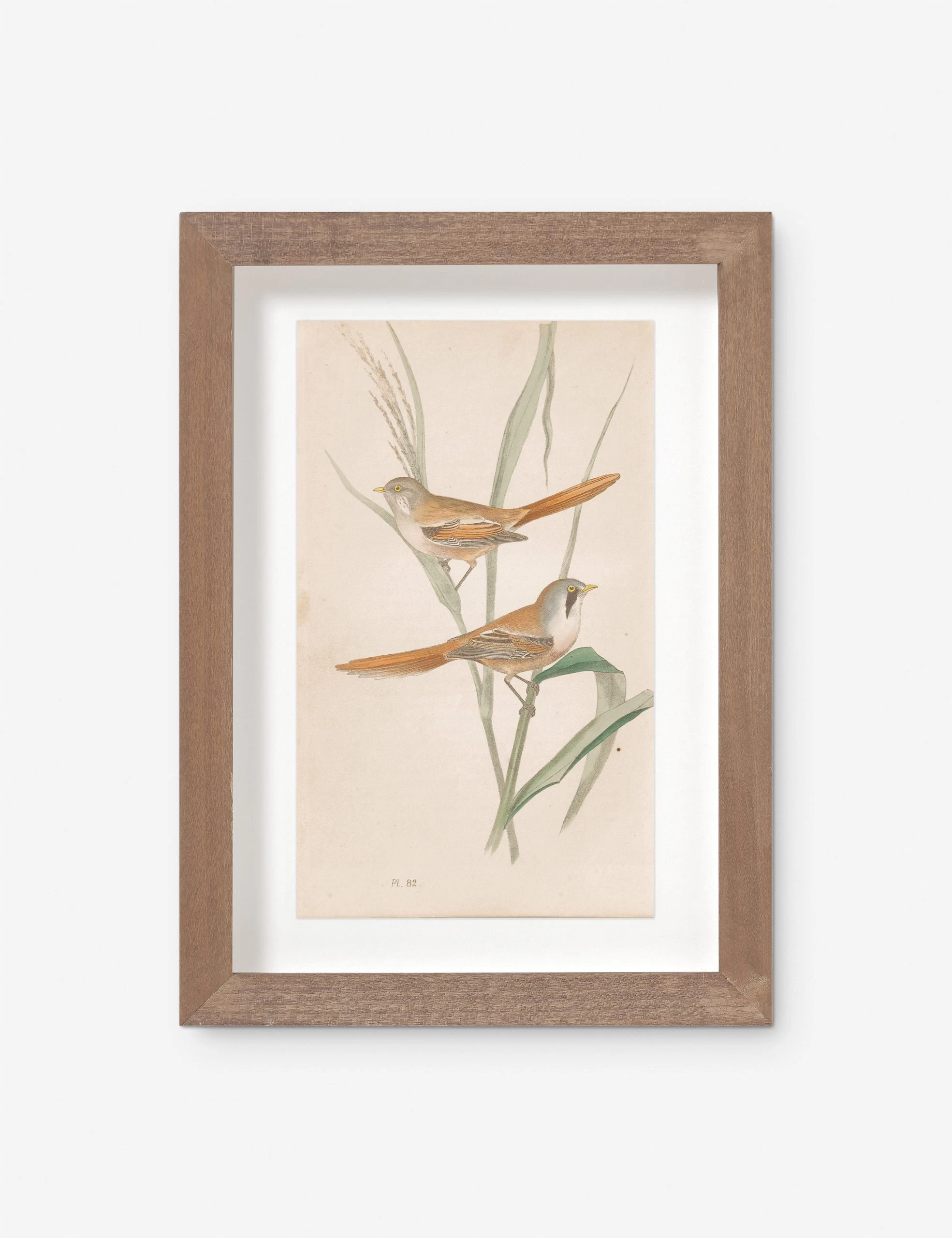 Vintage Bird Watercolor No. 82 Wall Art By Visual Contrast