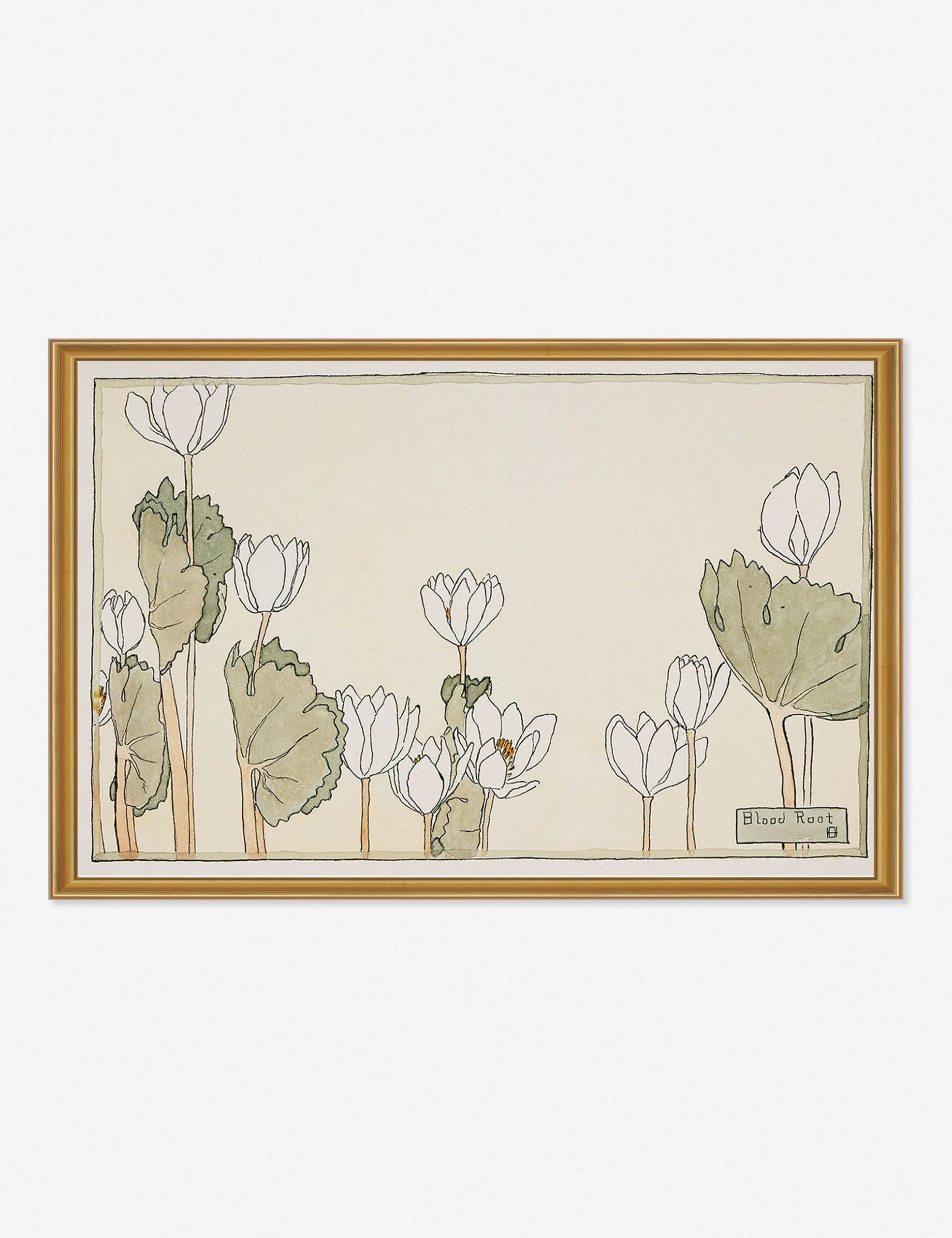 Blood Root Print By Hannah Borger Overbeck 1 Blood Root Print By Hannah Borger Overbeck