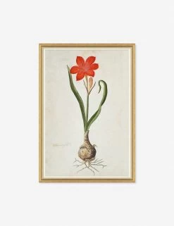 The Gordon African Collection: Plants Wall Art By Robert Jacob Gordon