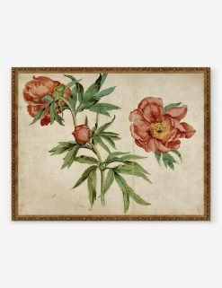 Studies Of Peonies Wall Art By Martin Schongauer